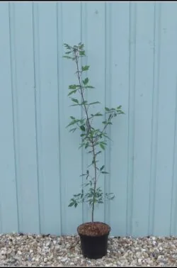 Acer Griseum Paperbark Maple Potted Garden Trees 60-100cm 24-42in