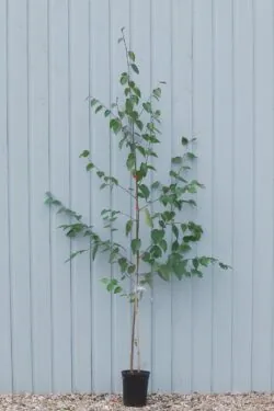 Betula Utilis Jacquemontii Himalayan Birch Potted Garden Trees  2400-0in