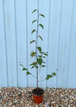 Betula Utilis Jacquemontii Himalayan Birch Potted Garden Trees 60-100cm 24-42in