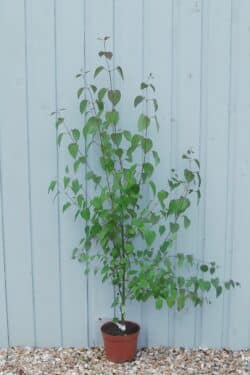 Candy Floss Tree Cercidiphyllum Japonicum Potted Garden Trees 50-80cm 240-0in