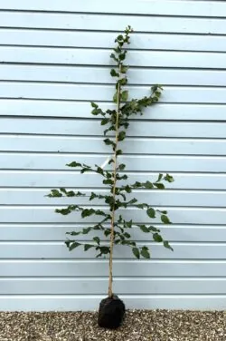 Carpinus Betulus Rockhamptom Red Rootball Garden Trees 175-200cm 72-78in