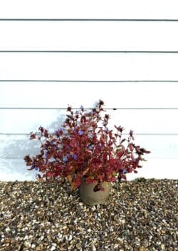 Ceratostigma Plumbaginoides Potted Ground Cover 8392