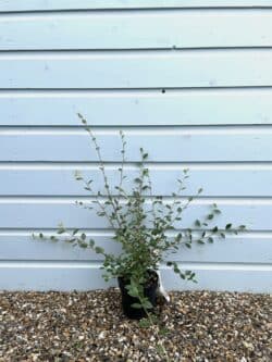 Cotoneaster Franchetii Potted Hedging 40-60cm 192-0in