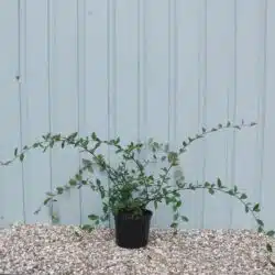 Cotoneaster Lacteus Potted Hedging 40-60cm 192-0in