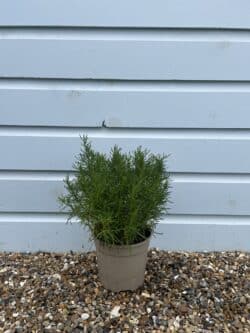 Cotton Lavender Santolina Virens Potted Hedging 7065