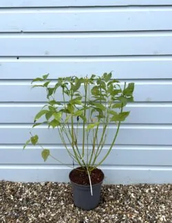 Dogwood Yellow Stem Potted Hedging 50-70cm 240-0in