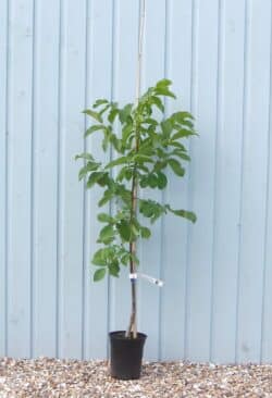 English Walnut Juglans Regia Potted Garden Trees 150-175cm 60-72in