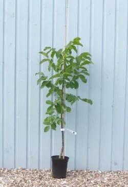 English Walnut Juglans Regia Potted Garden Trees 150-175cm 60-72in