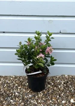 Escallonia Pink Elle Potted Hedging 25-40cm 120-0in