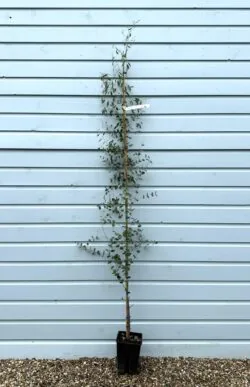 Eucalyptus Gunnii Potted Garden Trees 175-200cm 72-78in