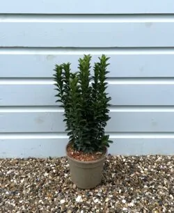 Euonymus Japonicus Green Spire Potted Hedging 20-30cm 96-0in