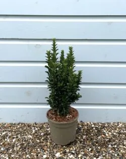 Euonymus Japonicus Jean Hugues Potted Hedging 25-40cm 120-0in