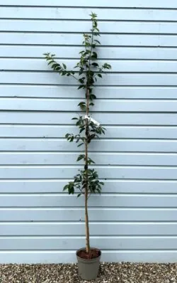 Flowering Cherry Autumn Flowering Potted Garden Trees  2400-0in