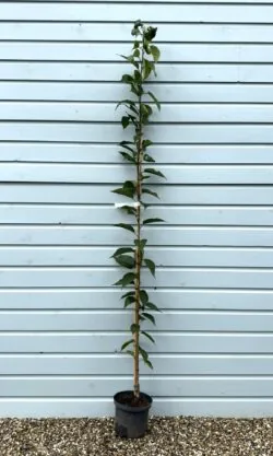 Flowering Cherry Mount Fuji Potted Garden Trees 175-200cm 72-78in