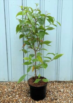Flowering Dogwood Cornus Kousa Chinensis Potted Garden Trees 60-80cm 24-36in