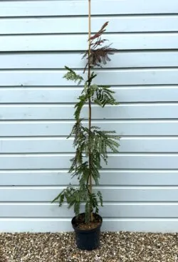 Gleditsia Triacanthos Rubylace Potted Garden Trees 150-175cm 60-72in