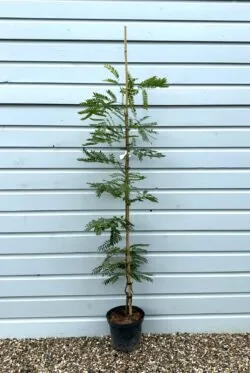 Gleditsia Triacanthos Sunburst Potted Garden Trees 125-150cm 48-60in
