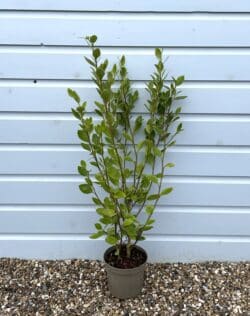 Griselinia Littoralis Potted Hedging 60-80cm 24-36in