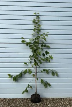 Halesia Carolina Rootball Garden Trees 150-175cm 60-72in