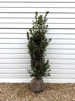 Holly Blue Rootball Hedging 120-150cm 48-60in