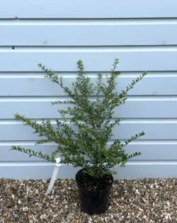 Holly Japanese Convexa Potted Hedging 40-50cm 192-0in