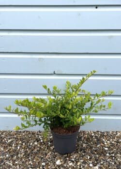 Holly Japanese Golden Gem Potted Hedging 15-20cm 72-0in
