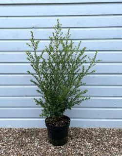 Holly Japanese Green Hedge Potted Hedging 80-100cm 30-42in