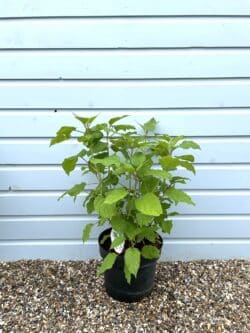 Hydrangea Arborescens Annabelle Potted Hedging 50-80cm 240-0in