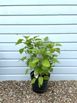 Hydrangea Arborescens Annabelle Potted Hedging 50-80cm 240-0in