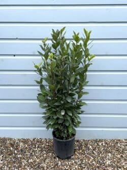 Laurel Bay Laurel Potted Hedging 100-125cm 42-48in