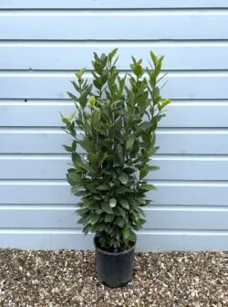 Laurel Bay Laurel Potted Hedging 100-125cm 42-48in