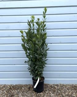 Laurel Bay Laurel Potted Hedging 80-100cm 30-42in
