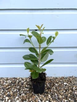 Laurel Common Potted Hedging 20-40cm 96-0in