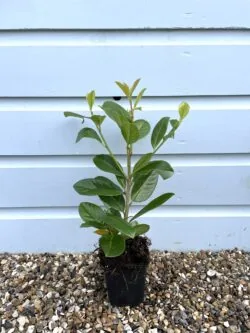 Laurel Common Potted Hedging 20-40cm 96-0in