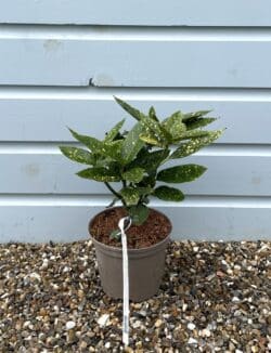 Laurel Spotted Potted Hedging 20-30cm 96-0in