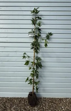 Liquidambar Styraciflua Worplesdon Rootball Garden Trees 150-175cm 60-72in