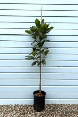 Magnolia Grandiflora (evergreen) Potted Garden Trees 150-175cm 60-72in