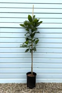 Magnolia Grandiflora (evergreen) Potted Garden Trees 150-175cm 60-72in