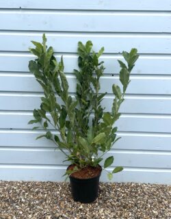 Magnolia Soulangiana Rustica Rubra Potted Garden Trees 60-90cm 24-36in