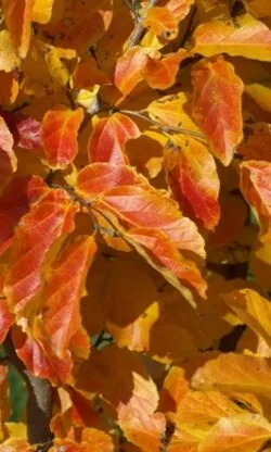 Parrotia Persica Potted Garden Trees 125-150cm 48-60in