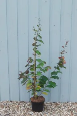 Parrotia Persica Potted Garden Trees 50-80cm 240-0in