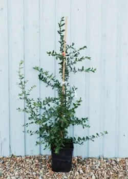 Pyracantha Orange Potted Hedging 90-120cm 36-48in