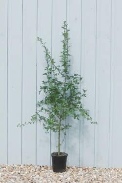 Quickthorn (hawthorn) Potted Hedging 90-120cm 36-48in