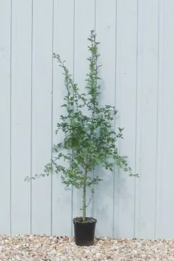 Quickthorn (hawthorn) Potted Hedging 90-120cm 36-48in