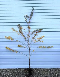 Flowering Cherry Autumn Flowering Bare Root Garden Trees 150-200cm 60-78in