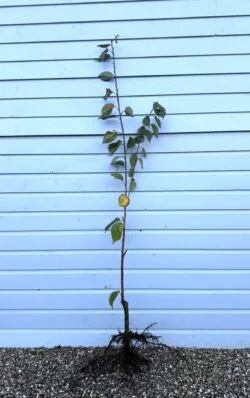 Flowering Cherry Kanzan Bare Root Garden Trees 150-200cm 60-78in