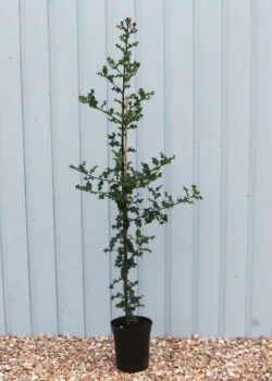 Holly Green Potted Hedging 90-120cm 36-48in