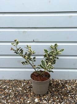 Holly Silver Variegated Potted Hedging 20-40cm 96-0in