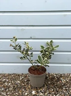Holly Silver Variegated Potted Hedging 20-40cm 96-0in