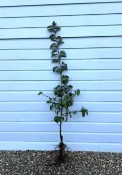 Malus Evereste Flowering Crabapple Bare Root Garden Trees 125-150cm 48-60in